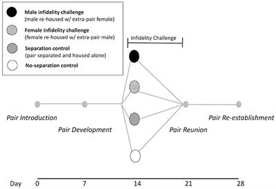 Changes in Behavior and Ultrasonic Vocalizations During Pair Bonding and in Response to an <mark class="highlighted">Infidelity</mark> Challenge in Monogamous California Mice